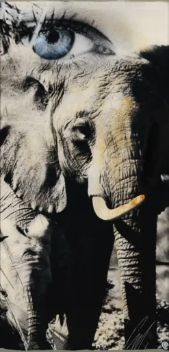 Tembo -Art Prints Shop MAZ ORI POR 28261 320Tembo.ARW