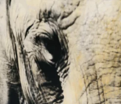 Tembo -Art Prints Shop MAZ ORI POR 28261 620Tembo