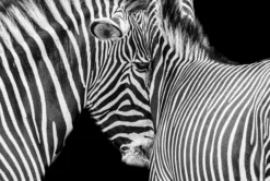 Call Of The Wild (Set Of Four- Fiesta/Tusker/Sovereign/Against Stripes) -Art Prints Shop abe against stripes 2021 09 02T13 24 56