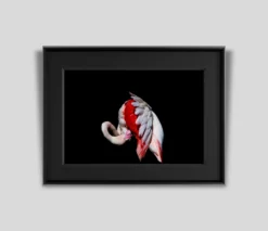 Call Of The Wild (Set Of Four- Fiesta/Tusker/Sovereign/Against Stripes) -Art Prints Shop abe fiesta pi 2021 09 02T13 07 53