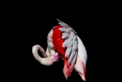 Call Of The Wild (Set Of Four- Fiesta/Tusker/Sovereign/Against Stripes) -Art Prints Shop abe fiesta 2021 09 02T13 07 50