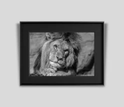 Call Of The Wild (Set Of Four- Fiesta/Tusker/Sovereign/Against Stripes) -Art Prints Shop abe sovereign pi 2021 09 02T13 18 26