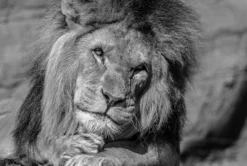 Call Of The Wild (Set Of Four- Fiesta/Tusker/Sovereign/Against Stripes) -Art Prints Shop abe sovereign 2021 09 02T13 18 29