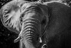 Call Of The Wild (Set Of Four- Fiesta/Tusker/Sovereign/Against Stripes) -Art Prints Shop abe tusker 2021 09 02T13 14 10