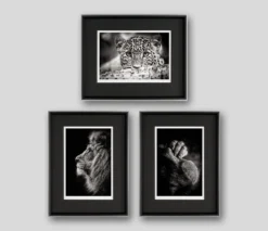 Call Of The Wild (Set Of Three - Alpha/It's Been A Long Day/Prince Of Darkness)